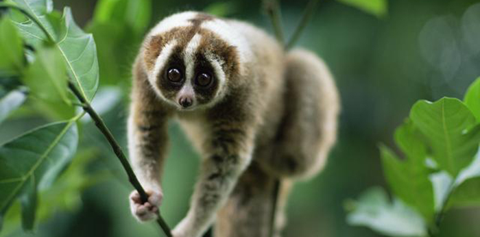 Recent Pressable Outages the Result of a Slow Loris Attack
