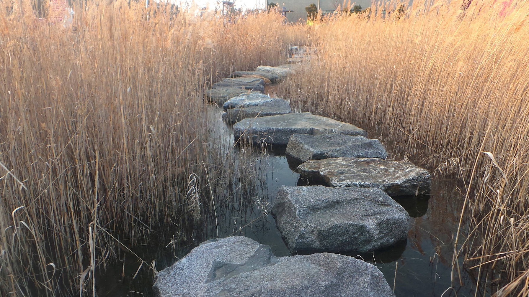 Decorative image of stepping stones between reeds.