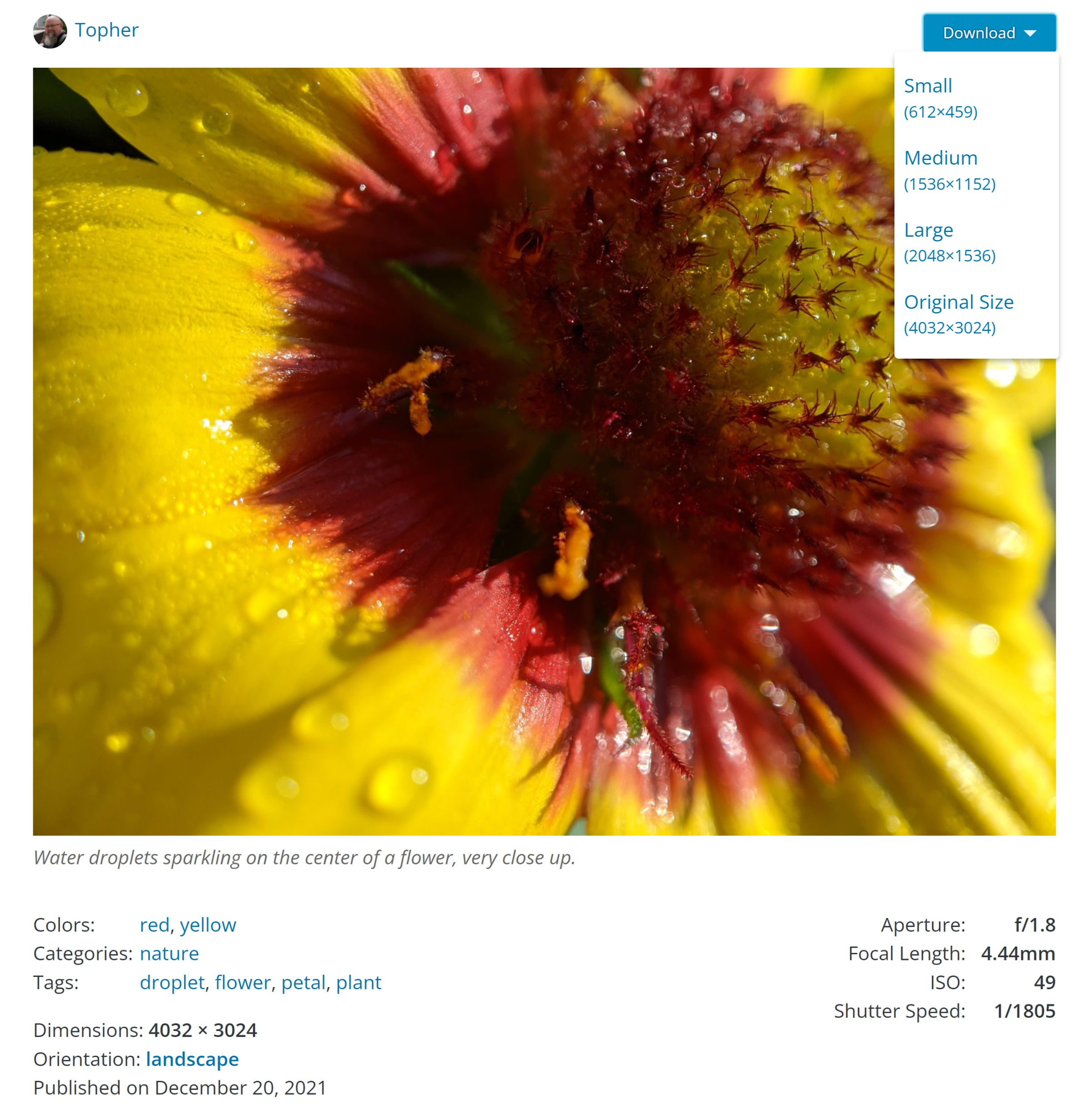 Schermata di un post fotografico con un fiore giallo dalla directory delle foto di WordPress.